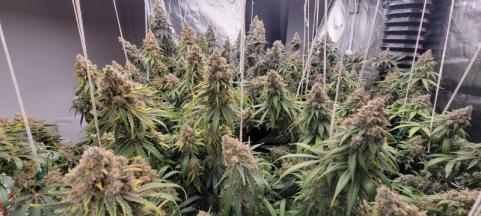 Auto Diesel genetics - картинка 4