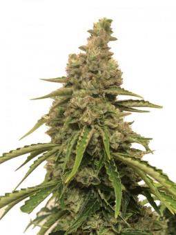 Cream Cookies Auto - картинка 1