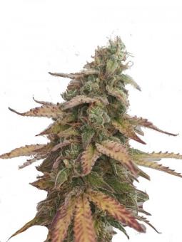 Auto AK-47 - картинка 1