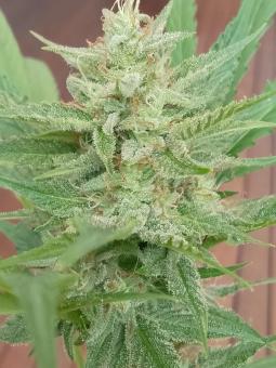 Black Toffee Auto - картинка 1