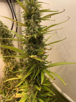 Cream Caramel Auto - картинка 7