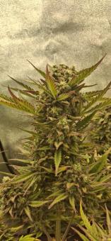 Cream Mandarine XL Auto - картинка 7