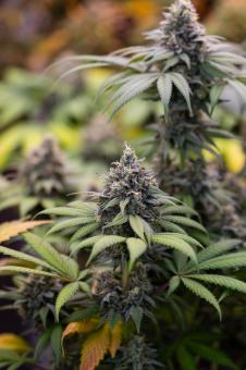 Sweetopia - картинка 2