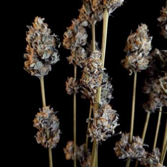 Sunset Paradise - картинка 2