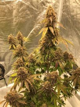 Super Bud Auto - картинка 2