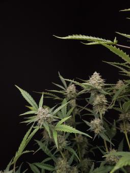 American Cookies - картинка 4