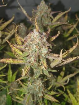 Guava Auto - картинка 1