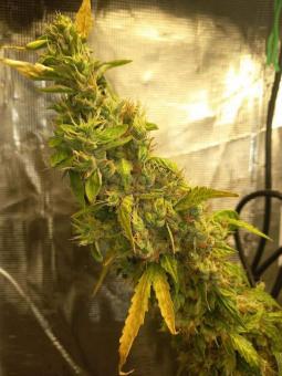 Auto Purple OG Punch - картинка 6