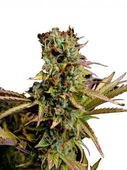 Hawaii Maui Waui Auto - картинка 1