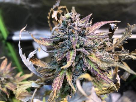 Mimosa Cake Auto - картинка 9