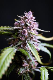 Red Gorilla Girl XL Auto - картинка 1