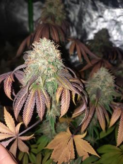 Terp & Tonic - картинка 5