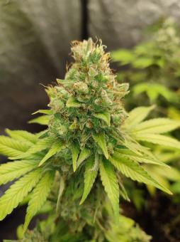 Gorilla Sherbet F1 Fast Version - картинка 2