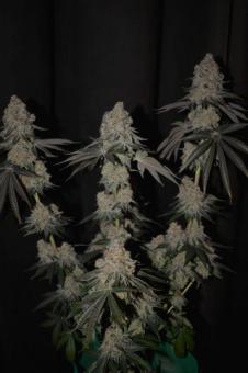 Golden Apple Haze - картинка 6