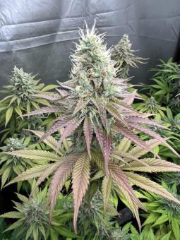 Gorilla Cookies FF - картинка 3