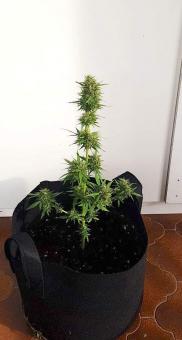 Vertigo Auto - картинка 3