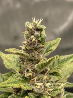 Auto Super OG Kush - картинка 1