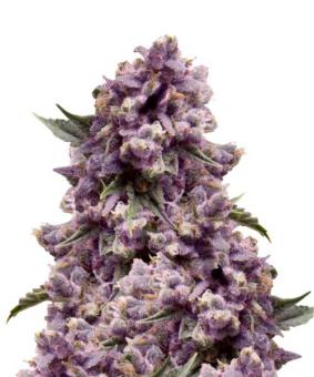 Purple #1 - картинка 1