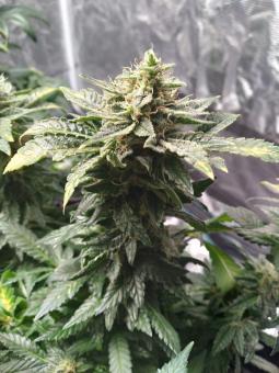 Jack’s Dream - картинка 1