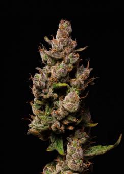 Purple Lemonade Auto - картинка 3