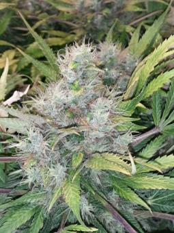 CBD Auto 20:1 - картинка 2