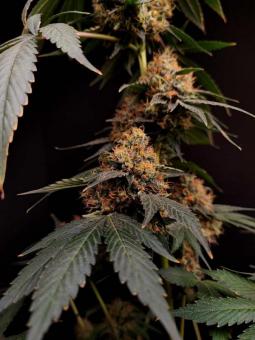 Buddha White Widow - картинка 6