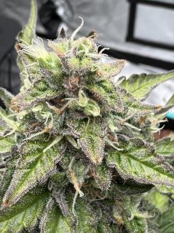 Forbidden Runtz Auto - картинка 4