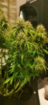 Deimos Auto - картинка 3