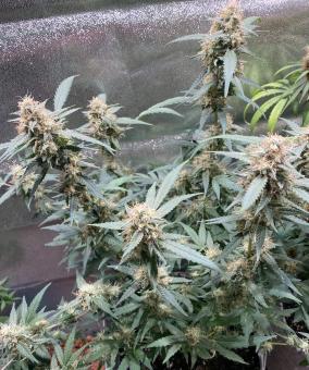 Auto Shark - картинка 4