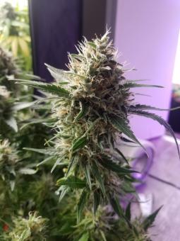 L.A. Amnesia - картинка 4