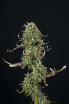 Gelato 41 - картинка 4