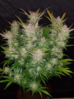 Cream Cookies Auto - картинка 11