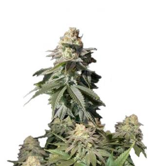 Orange Sherbet FF - картинка 1