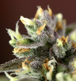 Permanent Jealousy XL Auto - картинка 3