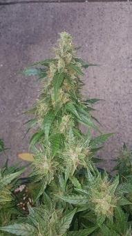 Alpujarreña - картинка 1