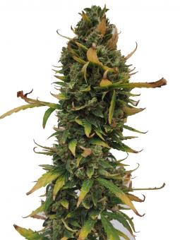 Patagonia - картинка 6