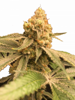 Lemonade Krush genetics - картинка 1