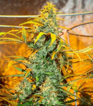 Master Kush Auto - картинка 1