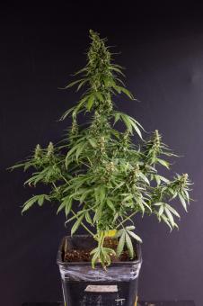 Critical Neville Haze 2.0 - картинка 6