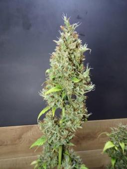 Auto Gummy Kush genetics - картинка 3