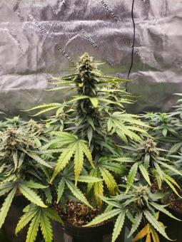 Lemon Pie Auto - картинка 8