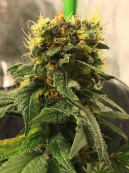 BCN Sour Diesel - картинка 2