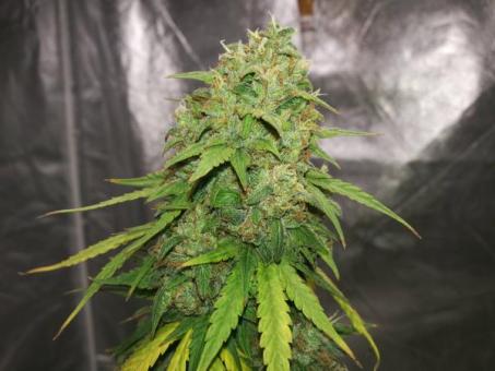 Creamy Kees - картинка 2