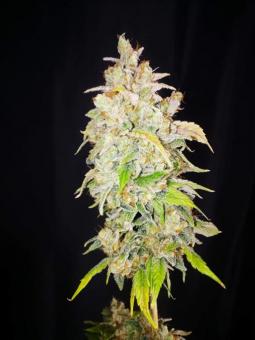 Sour Tangie Dawg - картинка 5