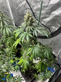 Shark - картинка 1