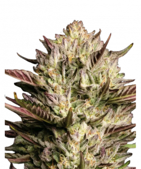 California Octane - картинка 2