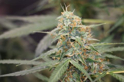 Auto Jack - картинка 1