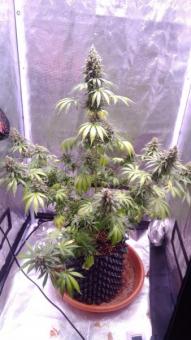 Serious Happiness - картинка 5