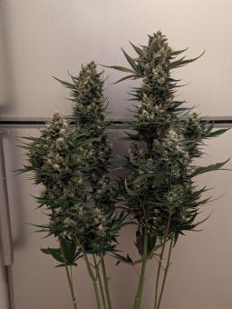 Strawberry Banana Auto - картинка 3