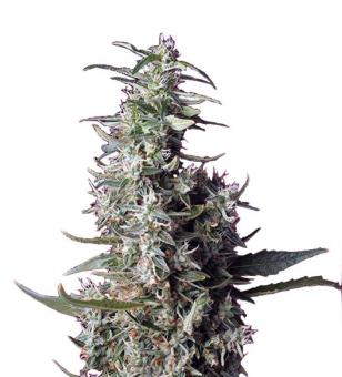 Sweet Cherry Pie - картинка 1